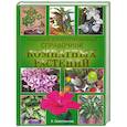russische bücher: Севостьянова Н. - Новейший иллюстрированный справочник комнатных растений