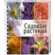 russische bücher: Князева Т.П. - Садовые растения