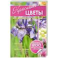 russische bücher: Вавилова Л.П. - Красивые цветы на вашем участке