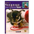russische bücher: Кочина М. - Чихуахуа : выбор и воспитание