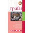 russische bücher: Вишневский М. - Грибы. Мини-эксперт