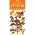 russische bücher: Вишневский М. - Грибы. Определитель грибов русских лесов и полей