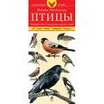 russische bücher: Митителло К.Б. - Птицы. Определитель птиц русских лесов и полей