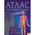 russische bücher: Севастьянова И. - Атлас анатомии человека