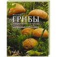 russische bücher: Карпов Ф.Ф. - Грибы Европейской части России