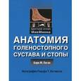 russische bücher: Бари М. Логан - Анатомия голенностопного сустава и стопы