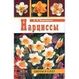 russische bücher: Ипполитова Нина Яковлевна - Нарциссы