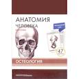 russische bücher: Сапин Михаил Романович - Анатомия человека. Остеология (47 карточек)