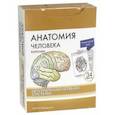 russische bücher: Сапин Михаил Романович - Анатомия человека. Центральная нервная система. КАРТОЧКИ (34 шт)