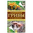 russische bücher: Матанцев А.Н., Матанцева С.Г. - Съедобные грибы и их двойники. Советы опытных грибников