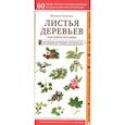russische bücher: Михаил Куценко - Листья деревьев. Как узнать растение
