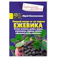 russische bücher: Константинов Ю. - Ежевика. Мощный лекарь от ста недугов. Лечение онкологии, диабета, артрита, атеросклероза, варикоза, гастрита, заболеваний печени, ревматизма…