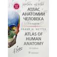 russische bücher: Неттер Ф. - Атлас анатомии человека