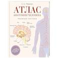 russische bücher: Лёвкин С.С. - Атлас анатомии человека. Нервная система