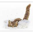 :  - Набор для вышивания "Кот в снегу", 25 x 20 см