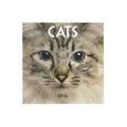 russische bücher:  - Календарь на 2016 год "Кошки. Кошачьи глаза"