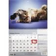 :  - 2016 Календарь 3D "Кошка"