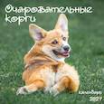 :  - Очаровательные корги. Календарь настенный на 2027 год