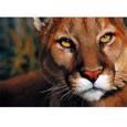 :  - В мире животных. Красивая львица. Пазл 500 элементов