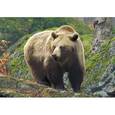 :  - Бурый мишка в лесу. Пазлы