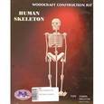 :  - Сборная модель "Скелет человека"