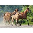 :  - Пазл "Лошади", 260 элементов
