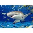 :  - Пазл "Акула"