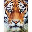 :  - 13767 Пазл-1000 Тигр