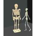 :  - Сборная деревянная модель "Скелет человека"