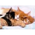 :  - Пазл-500 "Котята"
