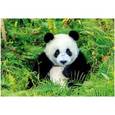 :  - Пазл-500 "Панда"