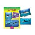 :  - Дидактическое пособие "Акулы"
