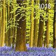 russische bücher:  - Календарь 2018 "Лес" 30*30 (95600)