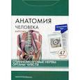 Анатомия человека. Спинномозговые нервы. Органы чувств