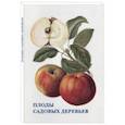 russische bücher:  - Плоды садовых деревьев