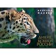 russische bücher: Валерий Малеев - Дикие кошки России: иллюстрированный авторский фотоальбом