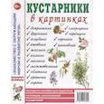russische bücher:  - Кустарники в картинках. Наглядное пособие для педагогов, логопедов, воспитателей и родителей