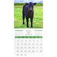 :  - Календарь на 2021 год "Год теленка"