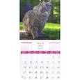:  - Календарь на 2021 год "Кошки мира" (70104)