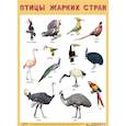 russische bücher:  - Плакат. Птицы жарких стран