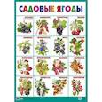 Садовые ягоды. Плакат