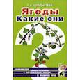 russische bücher: Шорыгина Татьяна Андреевна - Ягоды. Какие они? Книга для воспитателей, гувернеров и родителей