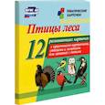 russische bücher:  - Птицы леса. 12 развивающих карточек с красочными картинками, стихами и загадками для занятий