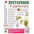 Кустарники в картинках. Наглядное пособие для педагогов, логопедов, воспитателей и родителей