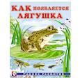 russische bücher: Гурина И. - Как появляется лягушка