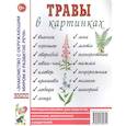 russische bücher: Кулакова Н. - Травы в картинках. Наглядное пособие для логопедов, педагогов, воспитателей и родителей