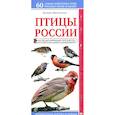russische bücher: Митителло К.Б. - Птицы России. Наглядный карманный определитель