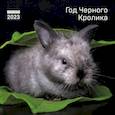 russische bücher:  - Год черного кролика. Календарь настенный на 2023 год (300х300 мм)
