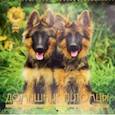 :  - Календарь настенный на 2023 год Домашние питомцы