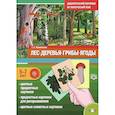 russische bücher: Куликовская Т. А. - Дидактический материал по лексической теме. Лес. Деревья. Грибы. Ягоды